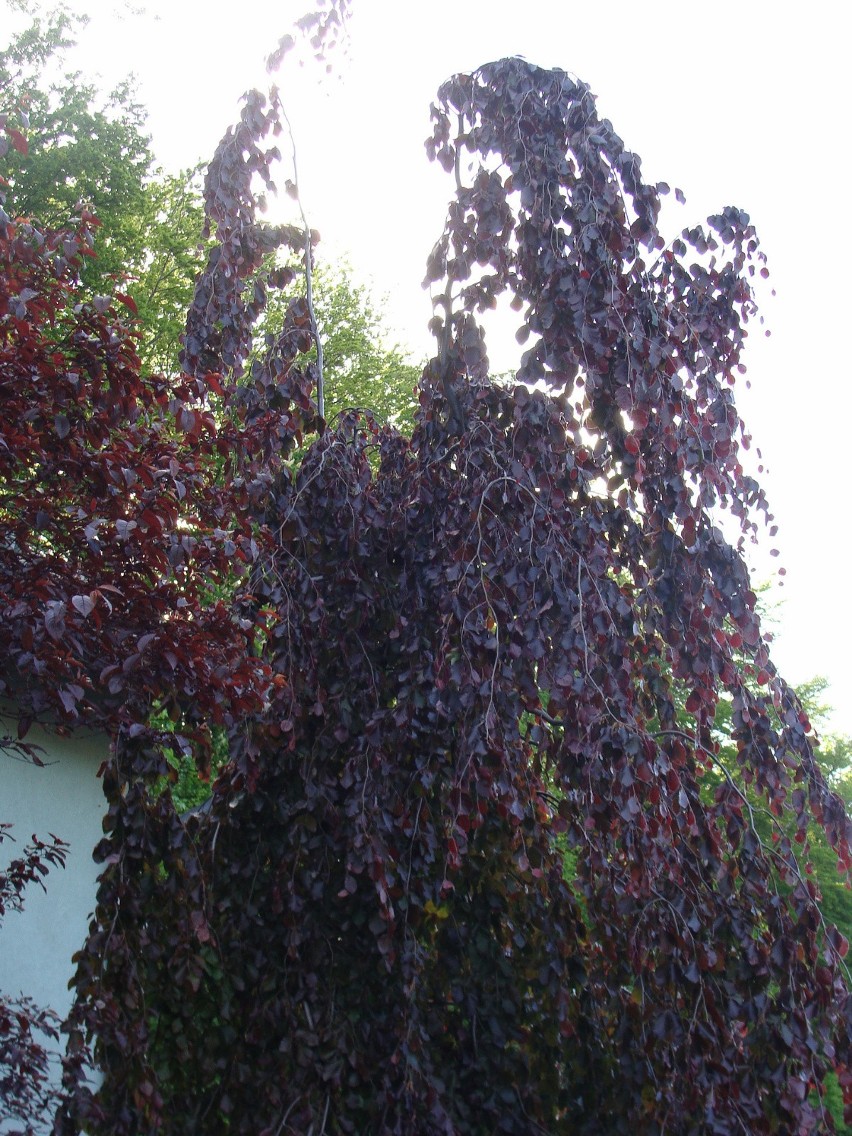 To drzewo ma oryginalny pokrój oraz kolor liści.