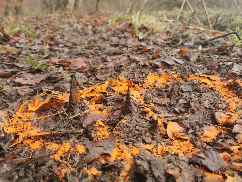 Metalowe kolce ktoś umieścił na ścieżce leśnej na terenie Nadleśnictwa Strzyżów. Zraniły biegacza [ZDJĘCIA]