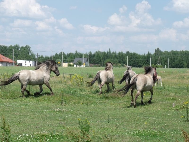 Konie są rasy koniki polskie i żyją w Stepnie Michałkach