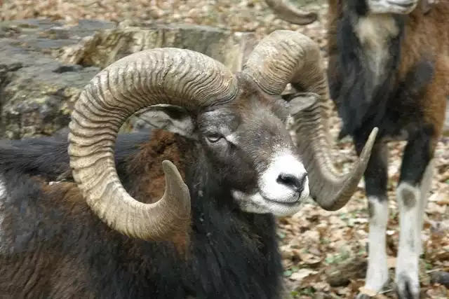 W rejonie Prudnika na Pogórzu Sudeckim żyje około 40 muflonów.