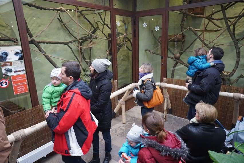 Poznań: Małpy z Ameryki Południowej znalazły schronienie w...