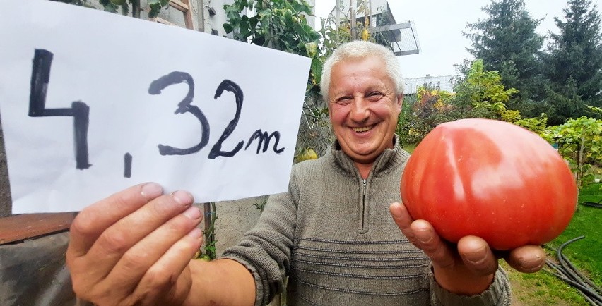 Pomidory uprawiane przez zielonogórzanina Zbigniewa...