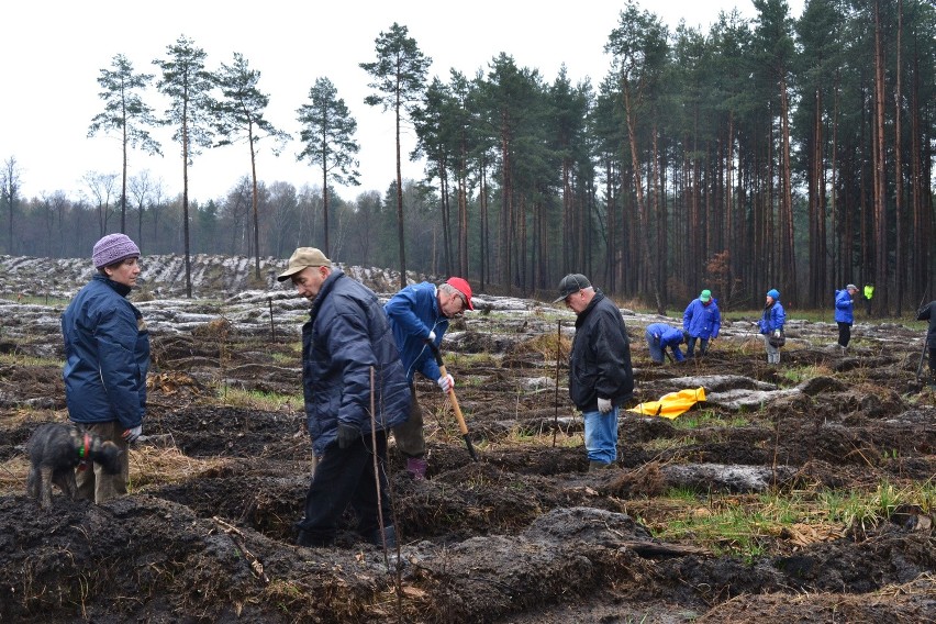 Dąbrowa Górnicza: Las Europejski posadzony już po raz dwunasty [ZDJĘCIA]