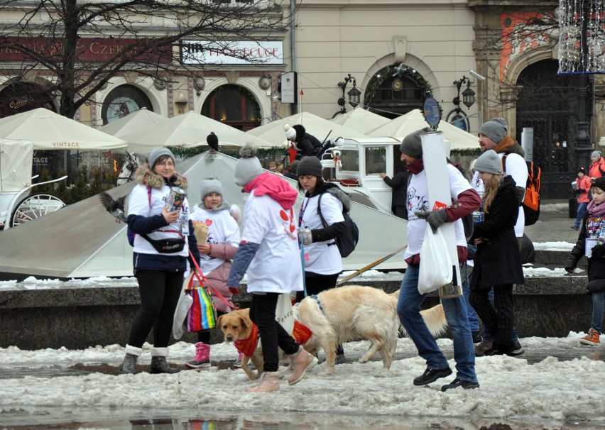 WOŚP 2019. Piękne goldeny retrievery grały z Orkiestrą [ZDJĘCIA]