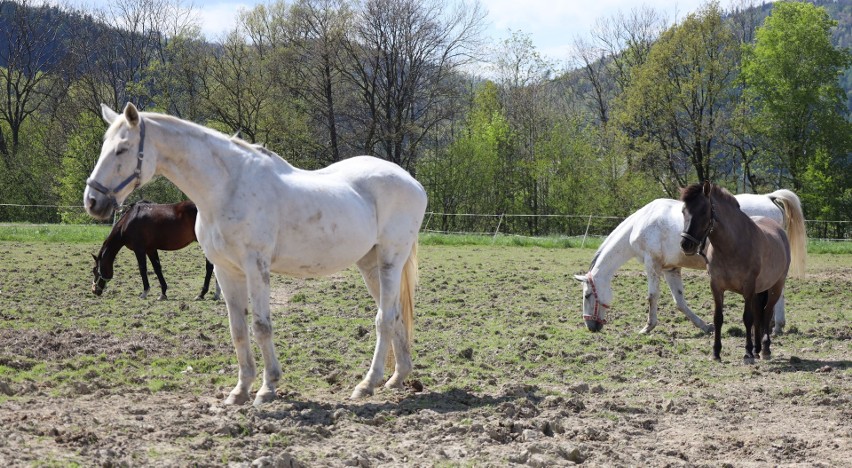 W Lipowej od wielu lat pomagają chorym koniom, obecnie w fundacji przebywa 50 zwierząt. WIDEO