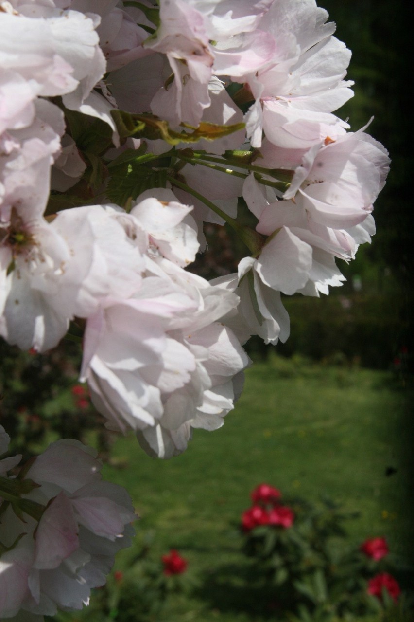 Arboretum Bramy Morawskiej w Raciborzu zakwitło na majówkę