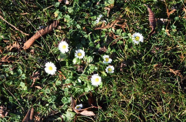 Patrząc na stokrotki, których sporo kwitnie obecnie w Inowrocławiu na trawniku przy al. Ratuszowej, w pobliżu boiska III LO im. Królowej Jadwigi, można bez przesady stwierdzić, że piękną wiosnę mamy tej zimy...