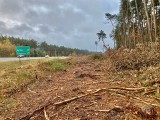 Lubliniec. Przewodniczący Rady Miejskiej oburzony polityką wycinkową lasów. Skierował pismo do Nadleśnictwa