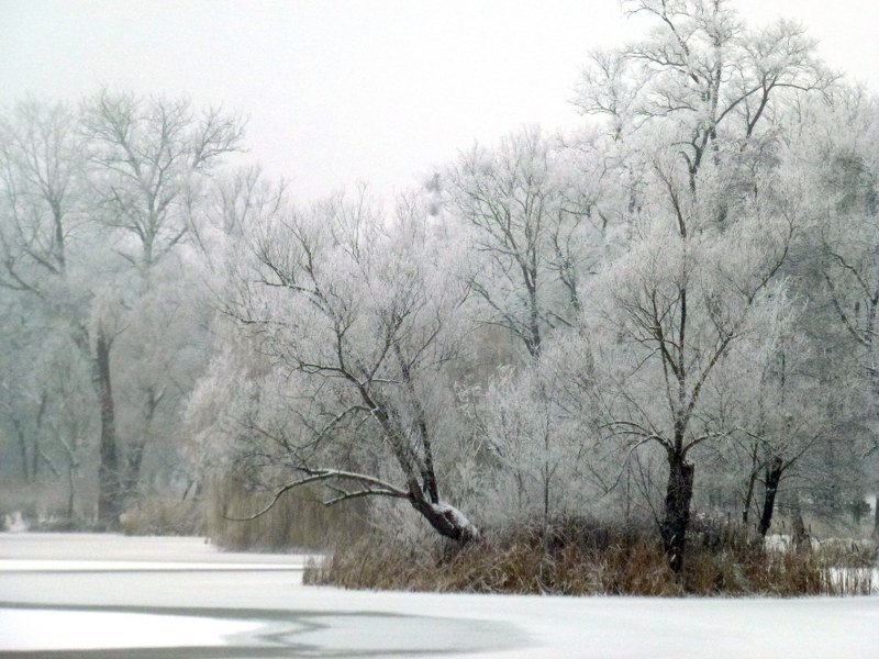 Zima w Poznaniu potrafi być przepiękna. Zobaczcie niezwykłe zdjęcia! [GALERIA]