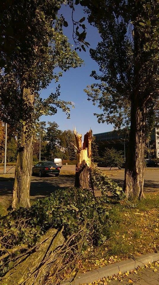 Złamane drzewo niedaleko hali Łuczniczki