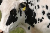 PFHBiPM: Polska hodowla bydła mlecznego nie wykorzystuje potencjału 