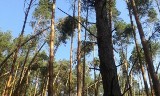 Skutki gwałtownej burzy w lasach RDLP