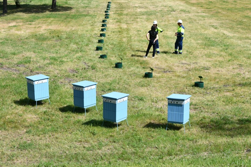 Drzewa tlenowe i miejskie pszczoły w cementowni Dyckerhoff Polska w Nowinach. Jaka będzie ich rola