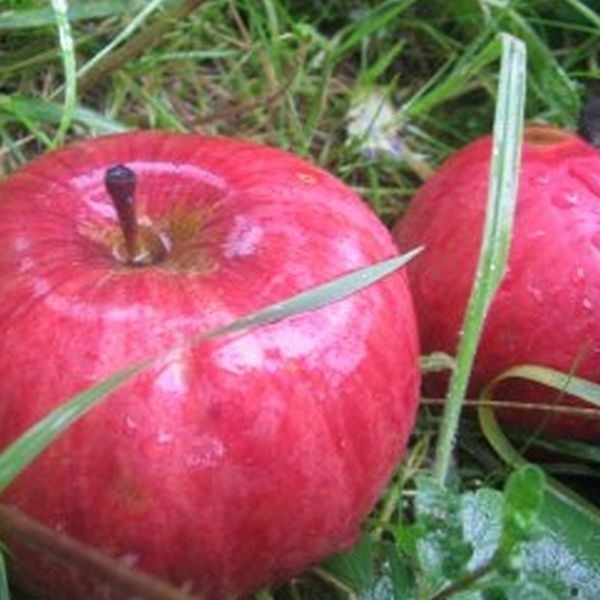 Ustalono, że cena skupu za jeden kilogram jabłek przemysłowych wyniesie 28 groszy.