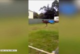 Kangury wyskoczyły na miasto (wideo)