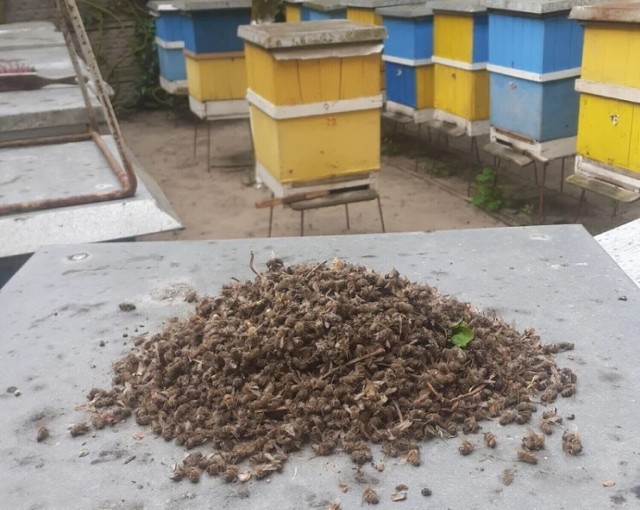 Martwe pszczoły stały się ogólnopolskim tematem. Widok, jaki zastali pszczelarze z Pleszewa i Kowalewa był porażający.