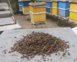Pszczelarze z Pleszewa dopięli swego! Śledztwo w sprawie martwych pszczół zostało wznowione