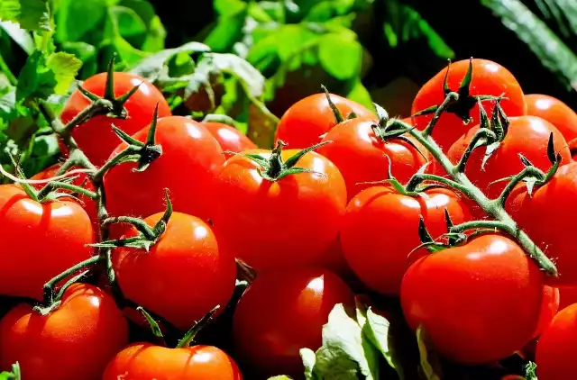 Pomidory są popularnym dodatkiem do kanapek i różnego rodzaju dań. Nadają potrawom nutę słodkości i kwaskowości. Są też bardzo zdrowe - stanowią skarbnicę cennych witamin i składników mineralnych. Jednak przy niektórych połączeniach tracą swoje właściwości, a wręcz mogą zaszkodzić naszemu zdrowiu. Sprawdź, jakich produktów nie należy łączyć z pomidorami. Szczegóły w galerii.