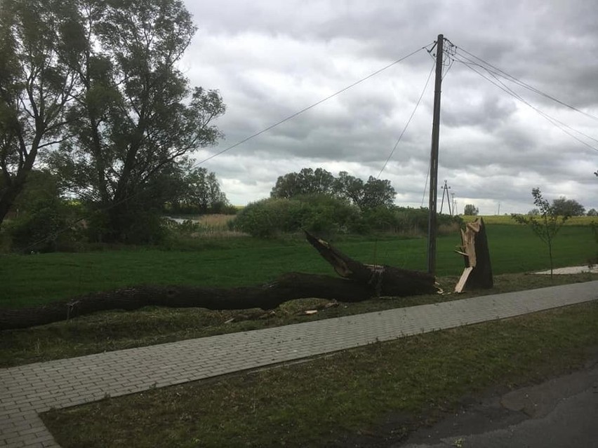 Kujawsko-Pomorskie. Silny wiatr w regionie. W Toruniu połamane drzewa i awarie prądu