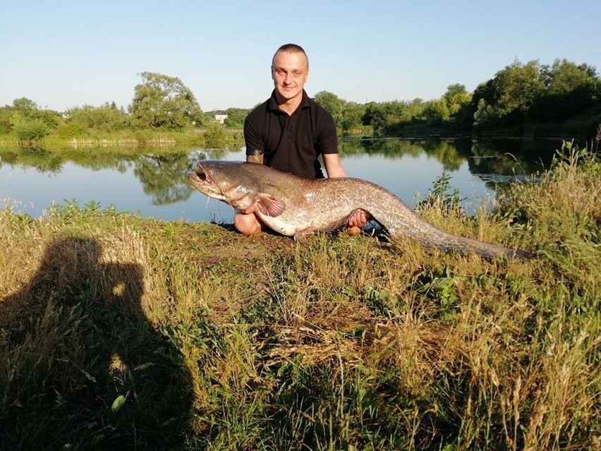 Michał Dobrek złowił suma o długości 175 cm. Ryba ważyła 31...