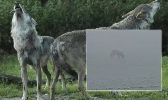 Mieszkańcy wsi pod Cedynią martwią się, że wilk podchodzi zbyt blisko ludzi
