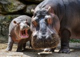 Kolumbia: wykastrują "kokainowe hipopotamy", ponieważ zagrażają przyrodzie tego kraju