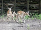 Pięć danieli urodziło się w opolskim zoo