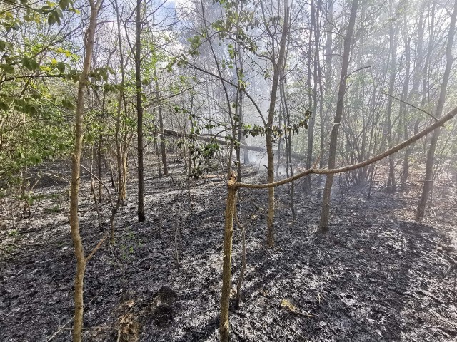 Strażacy gasili pożar lasu w Rzucowie.