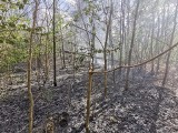 W sobotę zapaliło się poszycie leśne w Rzucowie na terenie gminy Borkowice. Pożar gasiły trzy jednostki  straży
