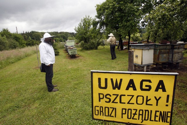 Być może w Łodzi legalne będą nie tylko pasieki, ale i fermy strusi...