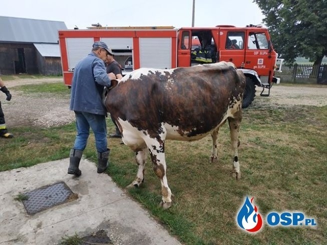 Krowa w piwnicy w gminie Słupia Konecka. Strażacy rozkuwali podłogę