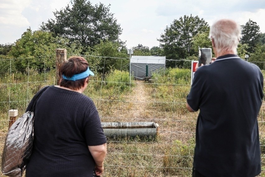 Gdańsk: Prokuratura wszczęła śledztwo w sprawie korupcji przy zamówieniu na wypas owiec