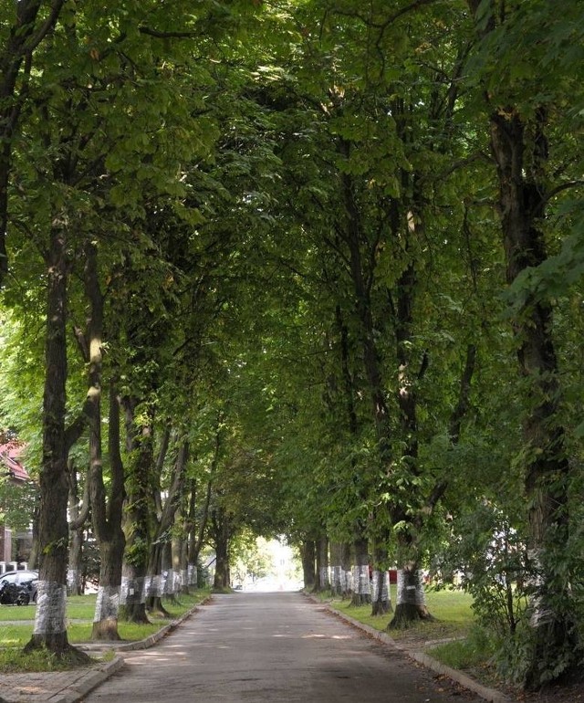 Status pomnika przyrody dostała aleja kilkudziesięciu kasztanowców, rosnących przy ulicy Solarza na lubelskim Czechowie