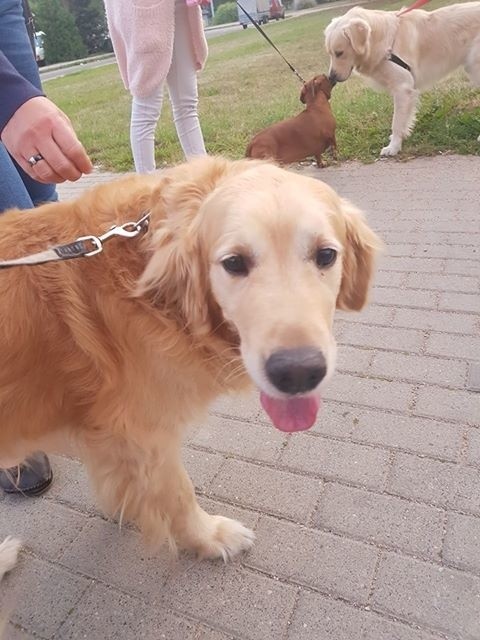 W Koszalinie znaleziono psa. Poszukujemy właściciela