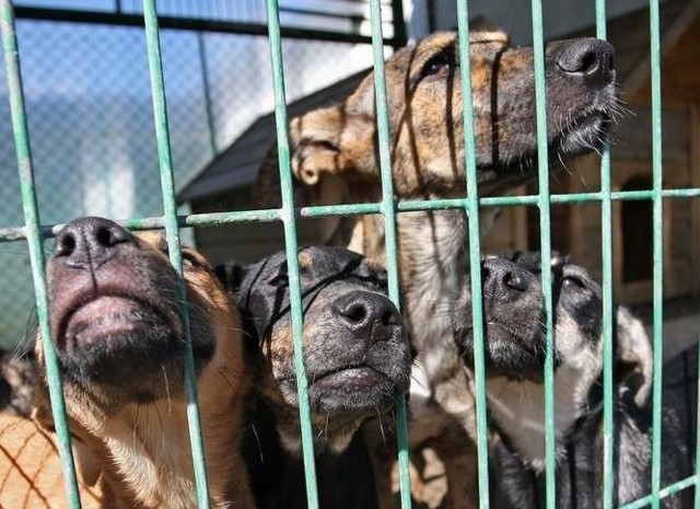 Ogólnopolskie Towarzystwo Ochrony Zwierząt Animals przekazało na Schronisko dla Zwierząt w Słupsku  blisko 105 900 zł.