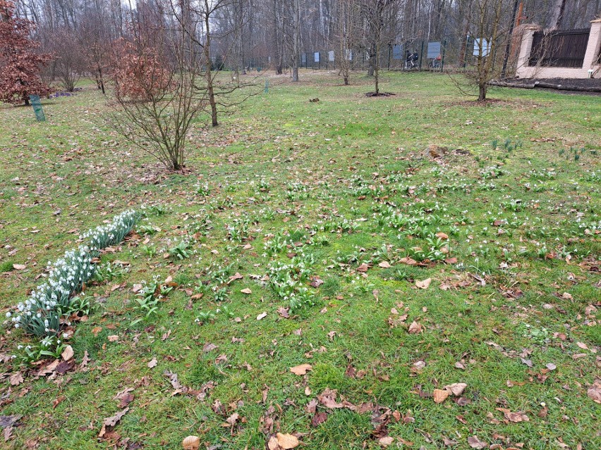 Śląski Ogród Botaniczny w Radzionkowie - wiosna 2024