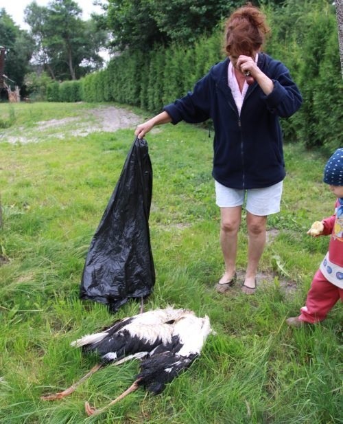 Ofiarami linii wysokiego napięcia są najczęściej młode bociany. Państwo Bazylukowie codziennie znajdują na swojej posesji martwe ptaki.