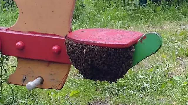 Rój pszczół pojawił się na jednym z gdańskich placów zabaw