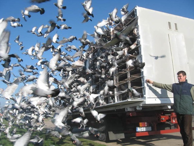 Osiem tysięcy gołębi pocztowych poszybowało w przestworza z żarskiego lotniska.