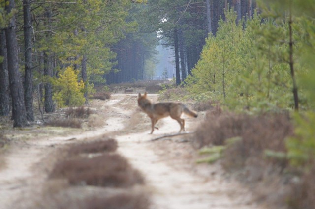 Trzy wilki w lesie koło Kościerzyny. Udało się je sfotografować [ZDJĘCIA]Wilki w kościerskim lesie