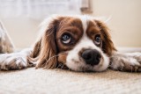 Dlaczego psy bywają zazdrosne? Co zrobić by okazały tolerancję? [rozmowa]