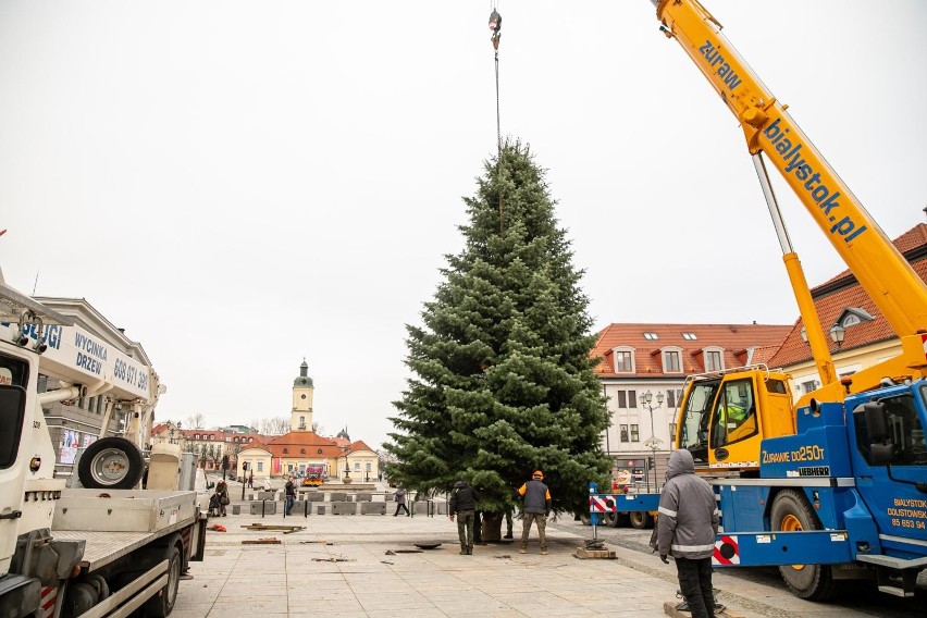 Wielka choinka pojawiła się już na Rynku Kościuszki w Białymstoku. Mikołaj z Laponii zapali na niej lampki już w najbliższą niedzielę 