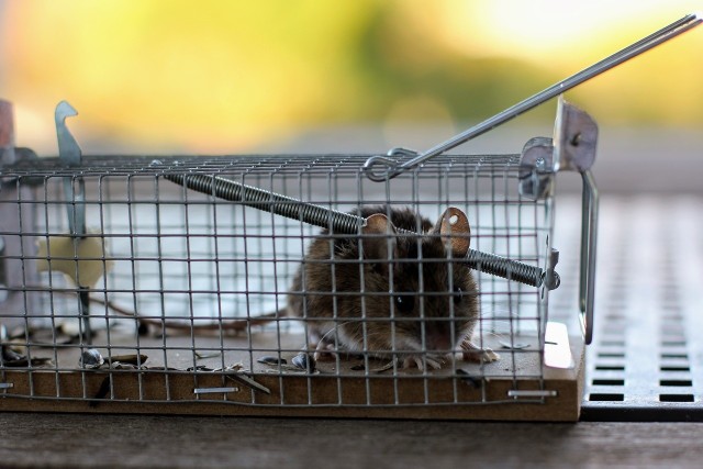Pułapka żywołowna na myszy służy do humanitarnej walki z gryzoniami. Łapie się w nią szkodnika, by następnie wywieźć go z dala od domostwa.