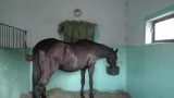 Skradziono konia ze stadniny w Pszczewie! Właścicielka prosi o pomoc. Liczy się każda godzina...