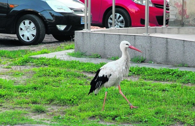 Kajtek był wychowywany przez człowieka, dlatego czuł się swobodnie wśród budynków i samochodów. Bociana odłowiono, gdy zaatakował dziecko