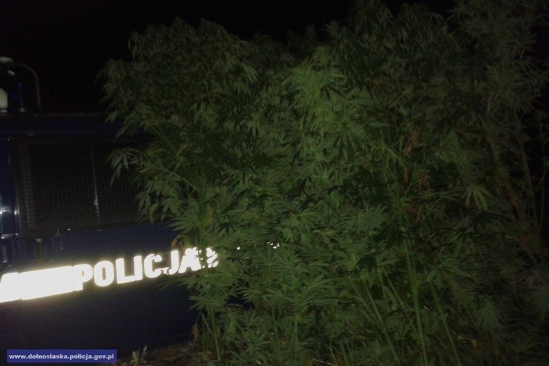 Wrocławscy policjanci zlikwidowali 5 plantacji marihuany. Były ukryte w polu kukurydzy