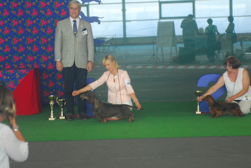 XX Wystawa Psów Rasowych. Najpiękniejsze psy przyjechały do Krakowa [ZDJĘCIA, WIDEO]