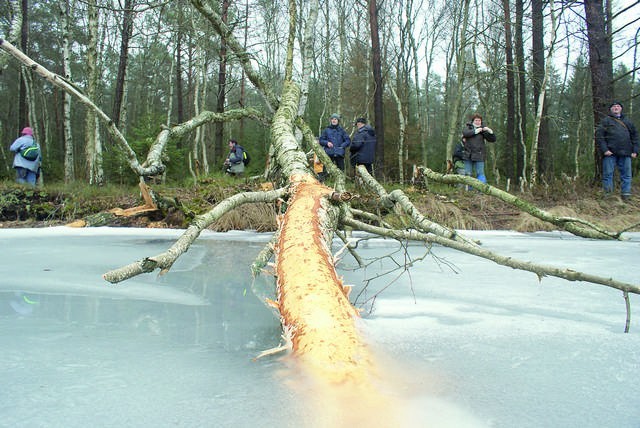 Jezioro Rytki jest rajem bobrów. Także ścieżki nad rzeką Zwierzynką znaczone są drzewami ściętymi przez futrzaki.