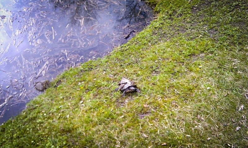 Żółw w stawie przy Pałacu Branickich.