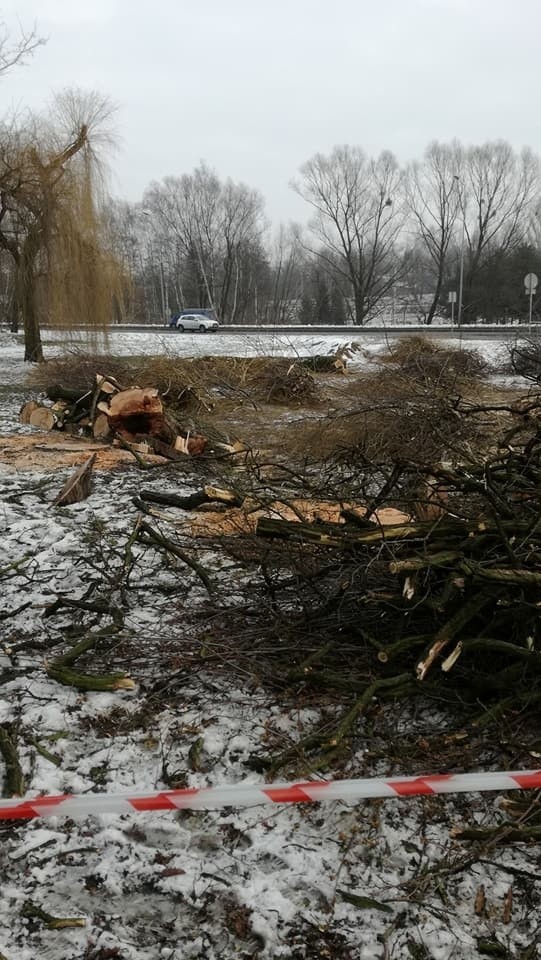 Zdjęcia oznaczone farbą w Parku Miejskim